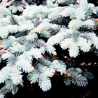 Picea Pungens 'Koster' - Colerado Blue Spruce, Picea