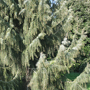 Picea Breweriana - Brewer Spruce, Picea