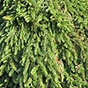 Picea Abies - Inversa