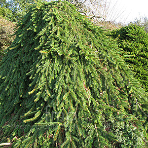 Picea Abies 'Inversa'