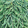 Picea Abies - Reflexa
