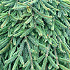 Picea Abies - Reflexa