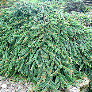 Picea Abies 'Reflexa' - Weeping Norway Spruce, Picea