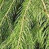 Picea Smithiana