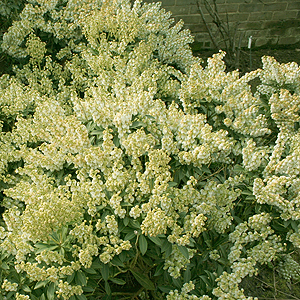 Pieris Japonica 'Debutante'