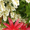 Pieris Forrestii - Forest Flame