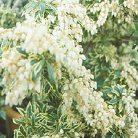 Pieris Japonica