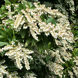 Pieris Formosa 'Wakehurst'