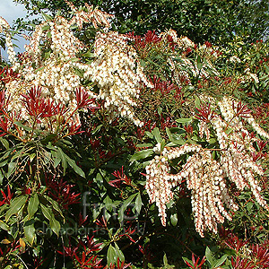 Pieris Formosa Forestii 'Jermyns'