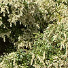 Pieris Japonica - Little Heath