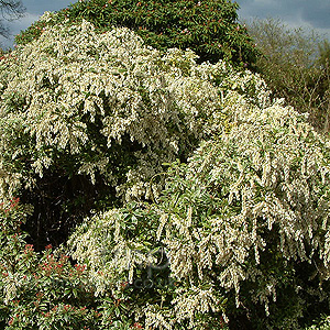 Pieris Japonica 'Little Heath'