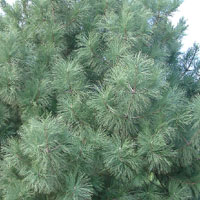 Pinus Coulteri - Big Cone Pine, Coulter Pine