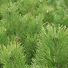 Pinus Mugo - Corleys Mat