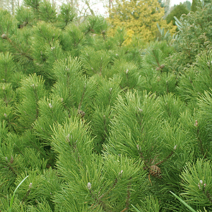 Pinus Mugo 'Corley's Mat'