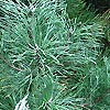Pinus Nigra - Austriaca