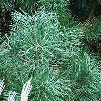 Pinus Nigra 'Austriaca' - Austrian Pine