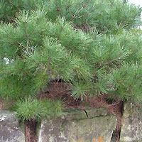 Pinus Pumila - Dwarf Siberian Pine