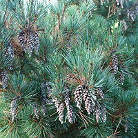 Pinus Strobus 'Rainshaus'