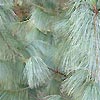 Pinus Wallichiana