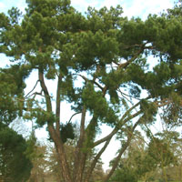 Pinus Maritima - Maritime Pine