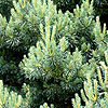 Pinus Sylvestris - Beuvronensis