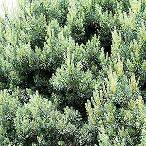 Pinus Sylvestris 'Beuvronensis' - Ornamental Scots Pine