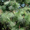 Pinus Montezumae