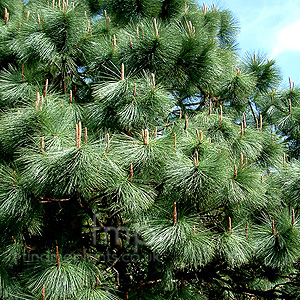 Pinus Montezumae - Montezuma Pine