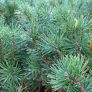 Pinus Mugo 'Mops'