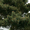 Pinus Muricata