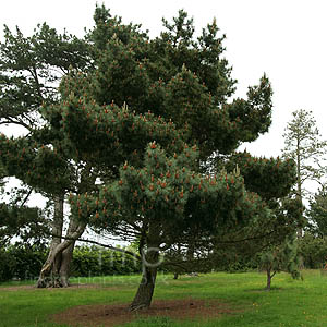 Pinus Muricata - Bishop Pine