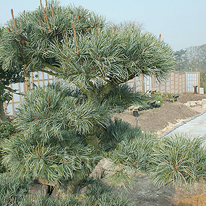 Pinus Parviflora