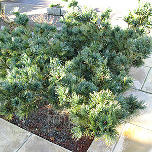 Pinus Pumila 'Draijer's Dwarf'