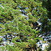 Pinus Radiata