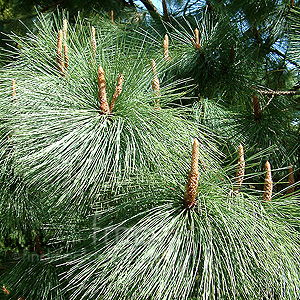 Pinus Rudis