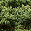 Pinus Sylvestris