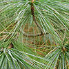 Pinus Wallichiana