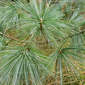 Pinus Wallichiana - Himalayan Pine