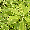 Pittosporum Eugenoides - Variegata