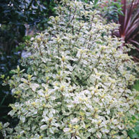 Pittosporum Tenufolium 'Silver Queen'