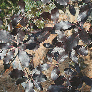 Pittosporum Tenuifolium 'Dark Delight'