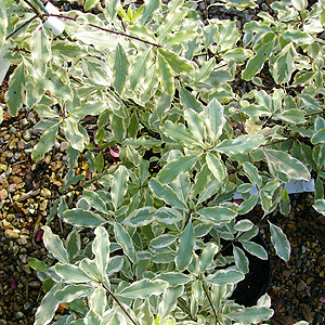 Pittosporum Eugenoides 'Variegata'