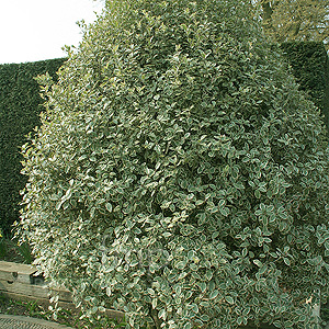 Pittosporum Tenuifolium 'Garnettii'