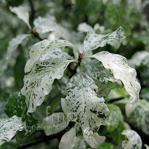 Pittosporum Tenuifolium 'Irene Paterson'