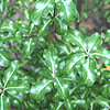 Pittosporum Tenuifolium - Loxhill Gold