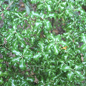 Pittosporum Tenuifolium 'Loxhill Gold'