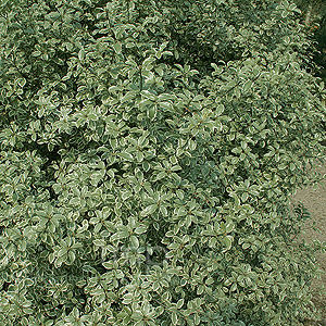 Pittosporum Tenuifolium 'Marjory Channon'