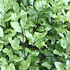 Pittosporum - Peter Pan