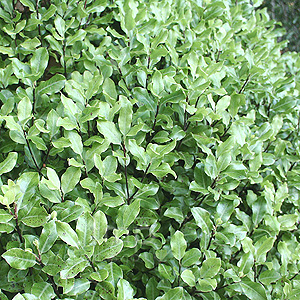 Pittosporum 'Peter Pan'