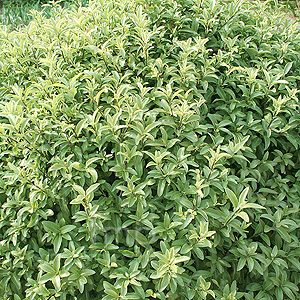 Pittosporum Tenuifolium 'Pompom'